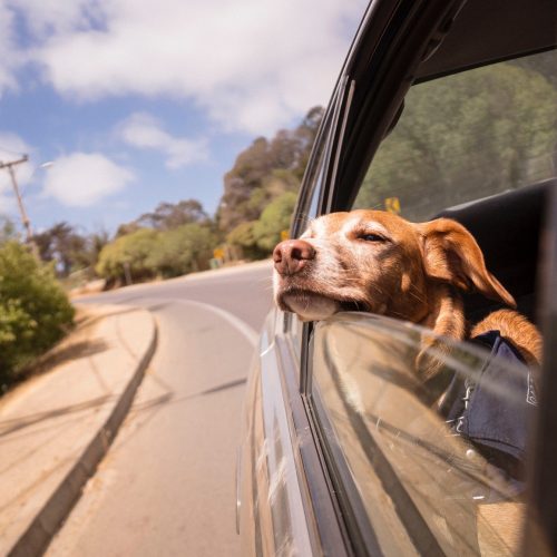 ¿Cómo viajar seguro con tu mascota en el carro?